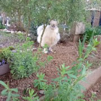 Gallo moroseta taglia grande