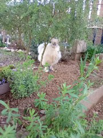 Gallo moroseta taglia grande