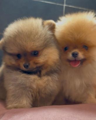 Pomerania Spitz Toy nano