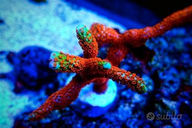 Frag Montipora Samarinensis Bubble gum