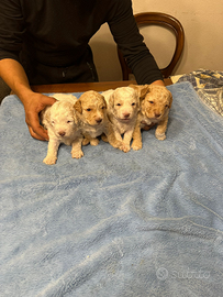 Cuccioli Lagotto romagnolo