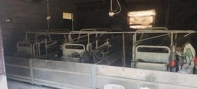 Sale parto per suini