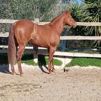 Quarter Horse