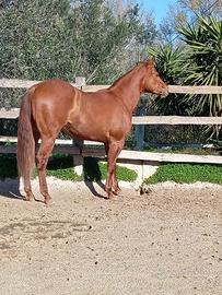 Quarter Horse