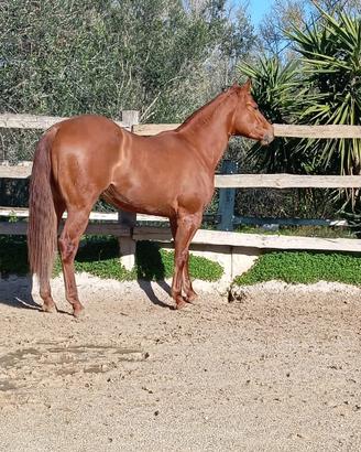 Quarter Horse