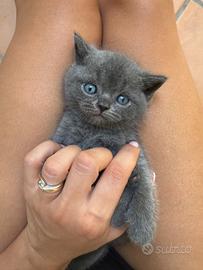 Scottish gatti di razza