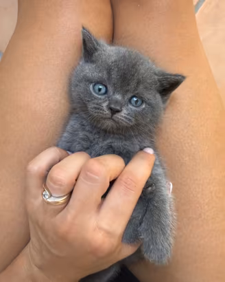 Scottish gatti di razza