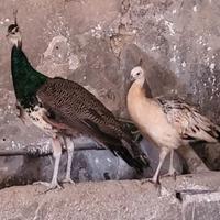 Pavone nigripennis e comune