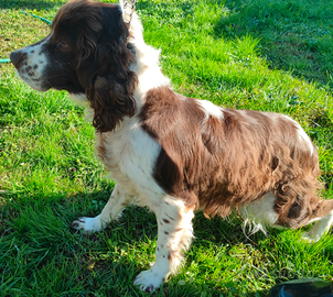 Springer spaniel