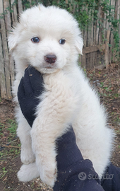 Cuccioli di pastore maremmano abruzzese