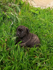 Cucciolo cane corso