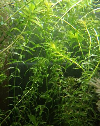 piante acquario