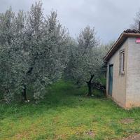 Terreno con Ulivi 