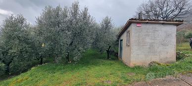 Terreno con Ulivi 