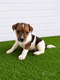 Jack Russell Cuccioli
