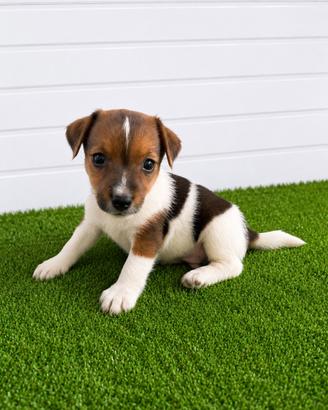 Jack Russell Cuccioli