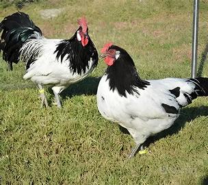 Galline Lakenfelder
