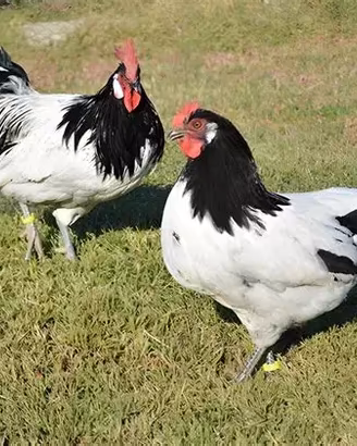 Galline Lakenfelder