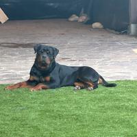 Rottweiler per monta