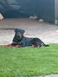 Rottweiler per monta