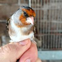 Canarini a fattore rosso