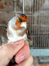 Canarini a fattore rosso