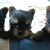 Australian Silky Terrier