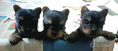 Australian Silky Terrier