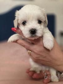 Cuccioli di Maltese