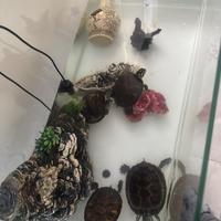 Tartarughe con vasca