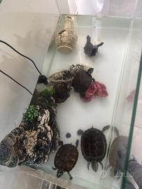 Tartarughe con vasca