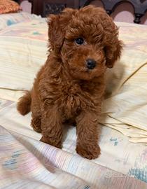 BARBONCINO TOY CUCCIOLI - poodle puppy - pag rate