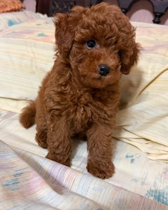 BARBONCINO TOY CUCCIOLI - poodle puppy - pag rate