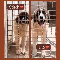 Lilo e Stitch senza richiedte