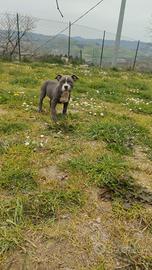 American Pitt bull terrier