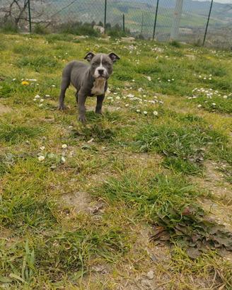 American Pitt bull terrier