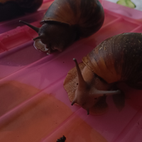 Archacatina Marginata OVUM XXL