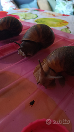 Archacatina Marginata OVUM XXL