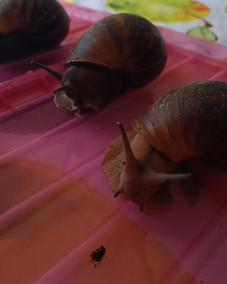 Archacatina Marginata OVUM XXL