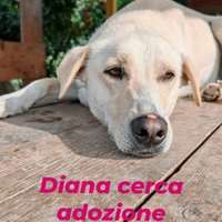 Diana cane femmina adulta in adozione