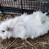 Porcellini India - cavie