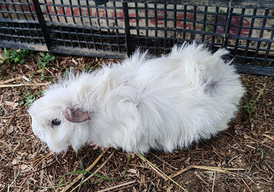 Porcellini India - cavie