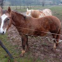 Vendita Cavallo