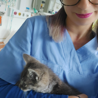 Assistente Veterinario