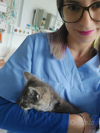 Assistente Veterinario