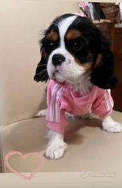 Cuccioli di Cavalier king Ciarles Spaniel tricolor