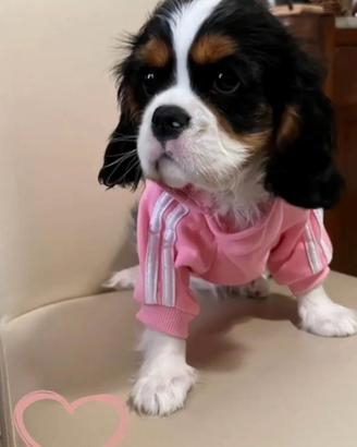 Cuccioli di Cavalier king Ciarles Spaniel tricolor