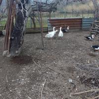 Coppia di papere mute, oche