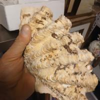 grossa conchiglia 