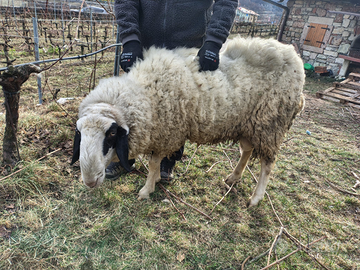 Pecora razza tingola